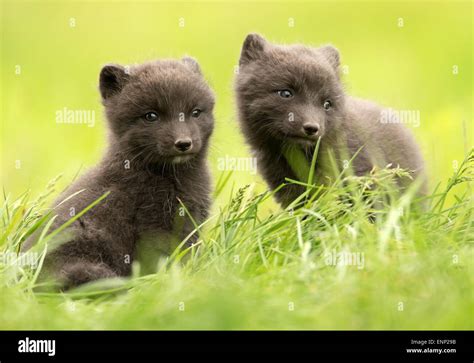 Two Arctic fox cubs in the meadow, Iceland Stock Photo - Alamy