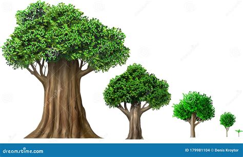 Set of Different Oak Trees Growth Stages Stock Illustration - Illustration of branches, green ...