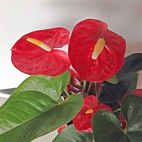 Anthurium Plant - Floral Sunshine