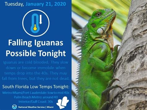 It's 40 Degrees In Florida And Iguanas Are Falling From Trees - Funny ...