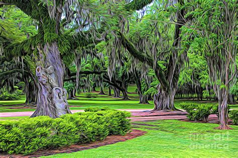 Spanish Moss Trees Avery Island Louisiana Photograph by Chuck Kuhn | Pixels