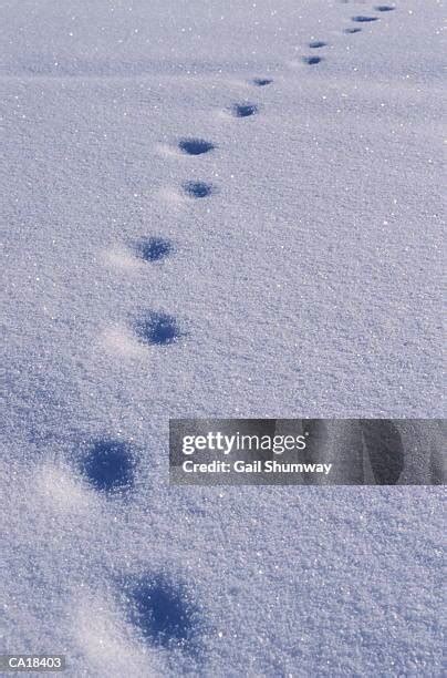 16 Coyote Tracks In Snow Stock Photos, High-Res Pictures, and Images ...