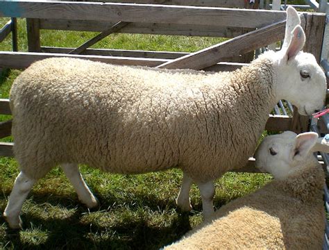 Border Leicester Sheep: Characteristics, Uses, Photo