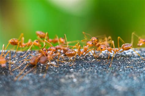 Effective Strategies to Get Rid of Ants: A Comprehensive Guide – Pestfree Nests