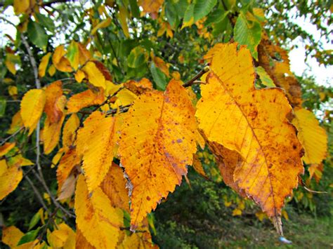 Fall leaves | American Elm, Ulmus americana (Ulmaceae), leav… | Flickr