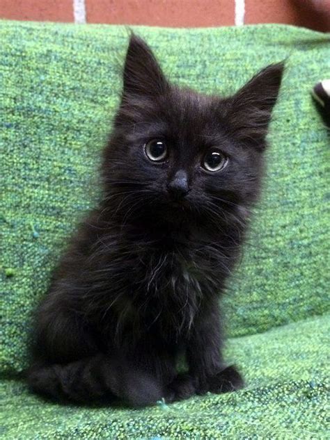 Pin by Niki Horan on Black Cats | Beautiful cats, Baby cats, Cats