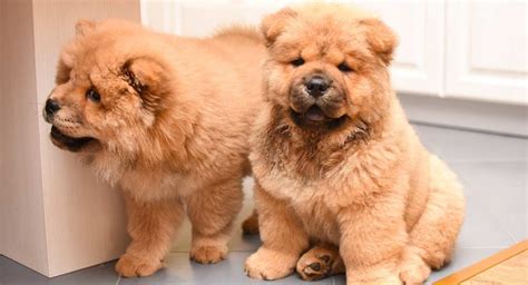 Chow Chow Names - Over 100 Magnificent Names For Impressive Pups