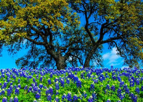 9 Incredible Spring Flower Blooms Worth the Trip