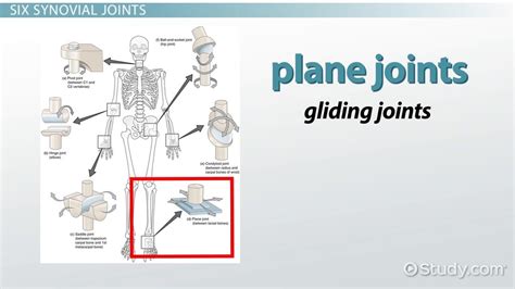 Saddle Joint In The Human Body