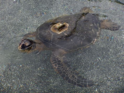 Where to Find Sea Turtles on the Big Island - Free Two Roam