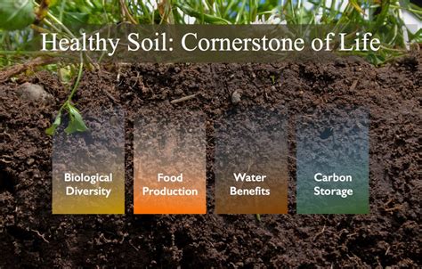 The Amazing World Of Soil Microorganisms – SC Garden Guru