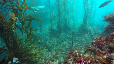 OSU researcher: Climate change impacting West Coast kelp forests | kgw.com