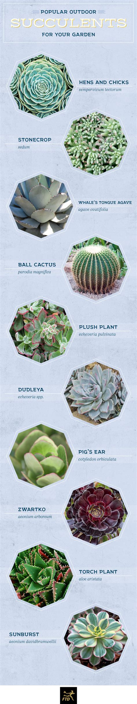 Types Of Succulents