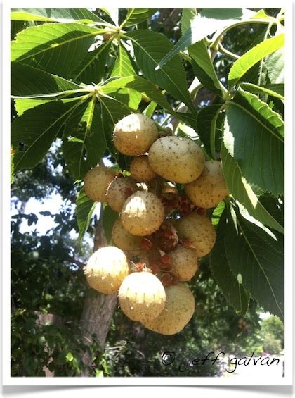 Ohio Buckeye Tree Identification || Identifying Aesculus glabra