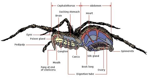 Black Widow Spider - Respiration