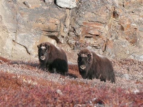 Greenland Wildlife | Swoop Arctic