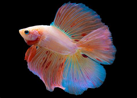 Male Double Tail Halfmoon Betta – Coburg Aquarium