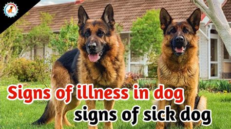 how to know if your dog has a fever /signs of sick dog / Signs of illness in dog - YouTube