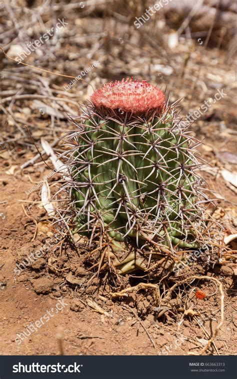 Landscape Caatinga Biome Typical Plants Stock Photo 663663313 ...