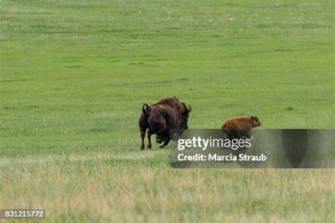 Baby Bison And Mother Running Across The Plains High-Res Stock Photo - Getty Images