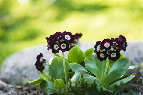 Alpine Elegance: The Comprehensive Symbolism of Auricula Flowers ...