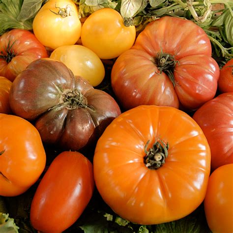 A Tomato of a Different Color | Chicago Botanic Garden