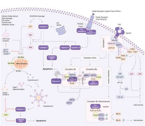 Caspase (Inhibitors Agonists Modulators Antagonists)-MedChemExpress.com