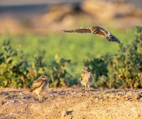 Burrowing owls from Arizona | Focal World