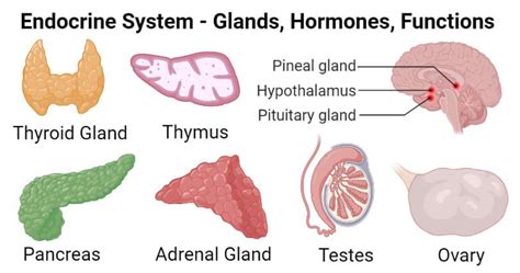 Anterior Pituitary, Adrenal Cortex, Pituitary Gland, Pineal Gland ...