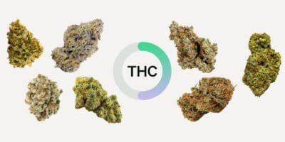 The 7 Highest THC Strains to Try in 2023