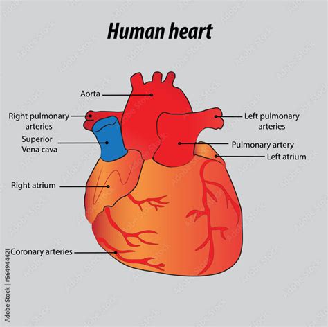 Human Heart Labeled Diagram The Human Heart Diagram Labeled Human | The Best Porn Website