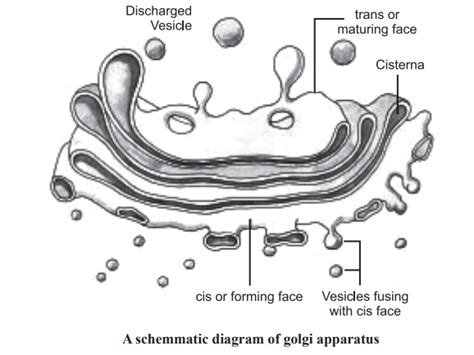 Labelled Diagram Of Golgi Apparatus