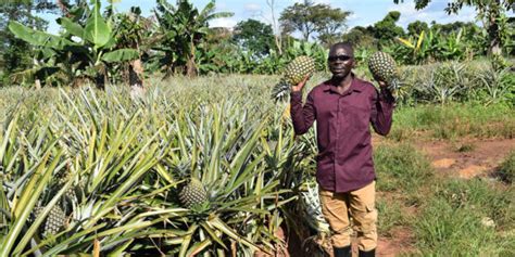 Harvesting Pineapples - National Agricultural Advisory Services