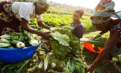 Agriculture & climate change: Ethiopia farmers find climate-smart ways to beat erratic weather