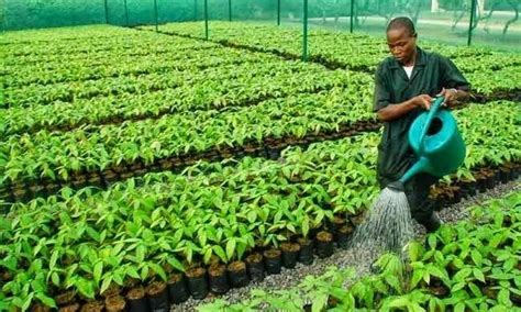 10 agro based industries in Nigeria Legit.ng