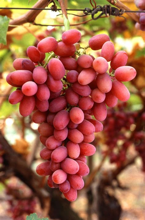 Grapes | Free Stock Photo | A bunch of red Crimson Seedless grapes | # 10105