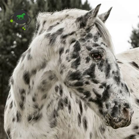 LP Leopard Complex - Appaloosa - Genimal Biotechnologies