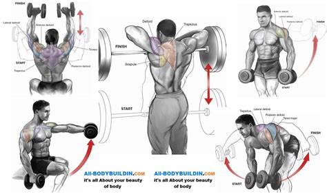 Top 5 Shoulder Workouts For Mass ~ multiple fitness