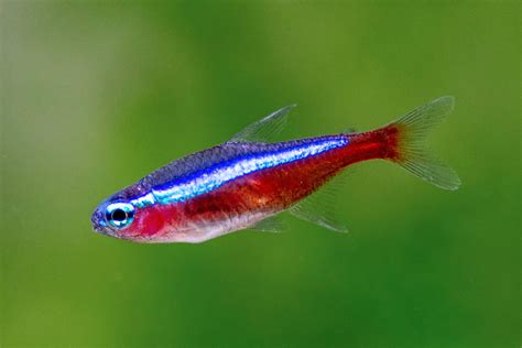 Cardinal Tetra: Fish Species Profile