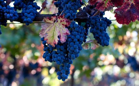 🔥 [40+] Wine and Grapes Wallpapers | WallpaperSafari