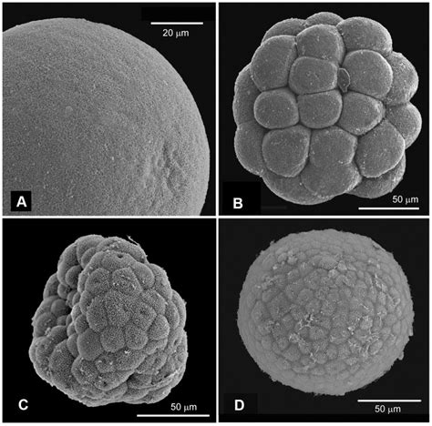 (A) SEM image of an oocyte; (B) morula stage embryo; (C) Two days old... | Download Scientific ...