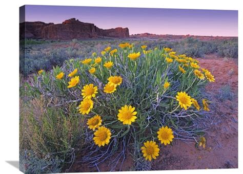 "Sunflowers And Buttes, Capitol Reef National Park, Utah" Artwork, 32 ...