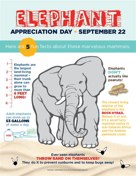 5 Fun Facts About Elephants for Elephant Appreciation Day | La Petite Academy