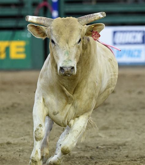 Bodacious Bucking Bull