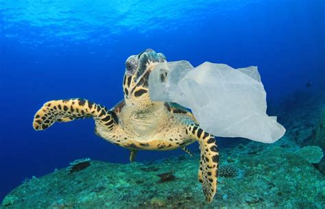 Plastic Bags’s Impact to Wildlife – Bag It NYC