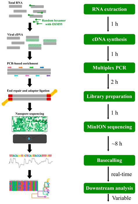 Viruses | Free Full-Text | Multiplex PCR-Based Nanopore Sequencing and Epidemiological ...