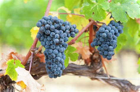 Clusters Of Merlot Grapes Photograph by Stuart Mccall