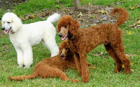 Poodle ( Standard Poodle ) - Dog Breed Standards