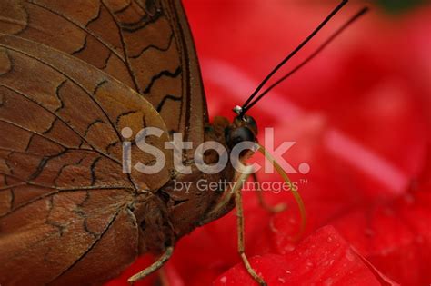 Feeding Butterfly Stock Photo | Royalty-Free | FreeImages