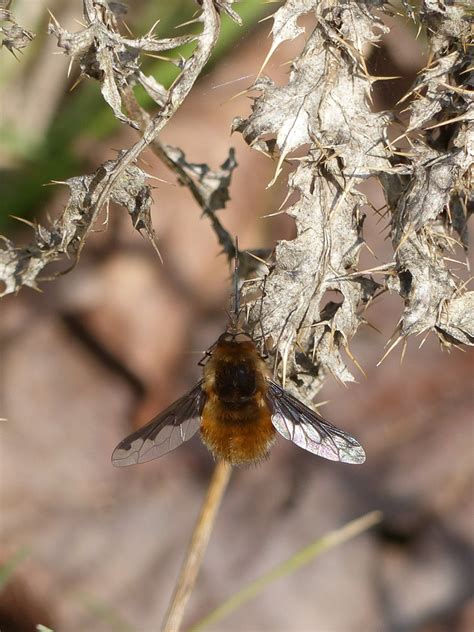 Bee-flies (Bombyliidae) identification | Milton Keynes Natural History Society